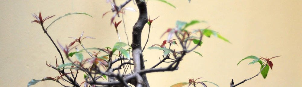 Sapot-Litrato (Webphoto)
